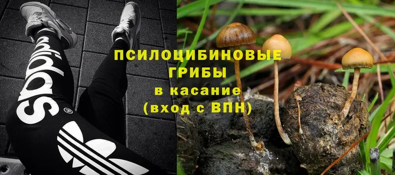 Галлюциногенные грибы Psilocybe  наркошоп  Киренск 